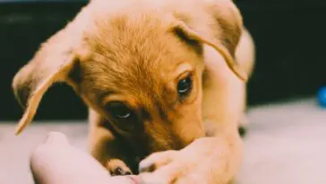 Mały szczeniak golden retriever - sennik szczeniaki, znaczenie snu o szczeniakach