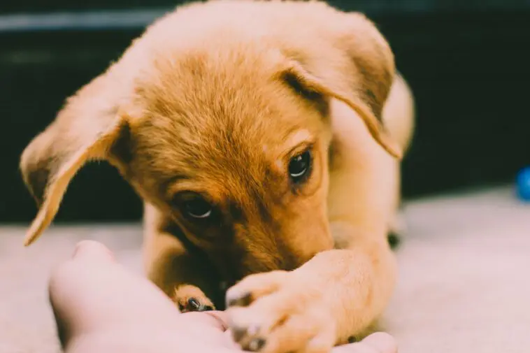 Mały szczeniak golden retriever - sennik szczeniaki, znaczenie snu o szczeniakach