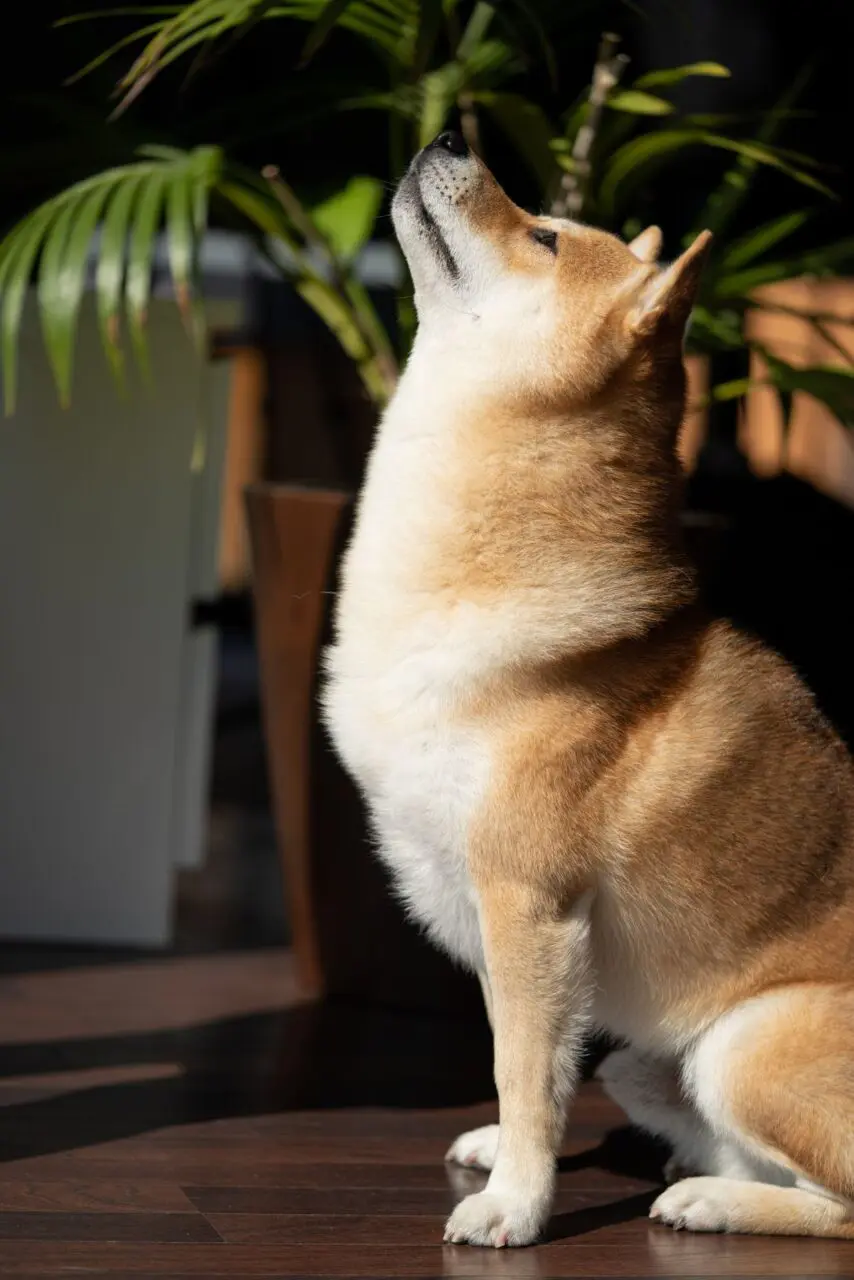 Te słodkie zwierzaki sprawią, że zakochasz się w nich Pies rasy shiba inu z boku