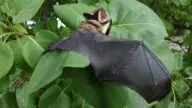 Mroczek późny (Eptesicus serotinus), nietoperz z brązowym futrem, z bliska