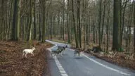 Stado jeleni przechodzące przez jezdnię, ryzyko zderzenia ze zwierzęciem