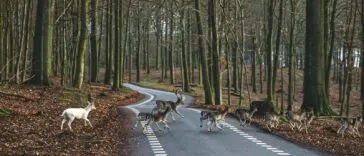Stado jeleni przechodzące przez jezdnię, ryzyko zderzenia ze zwierzęciem
