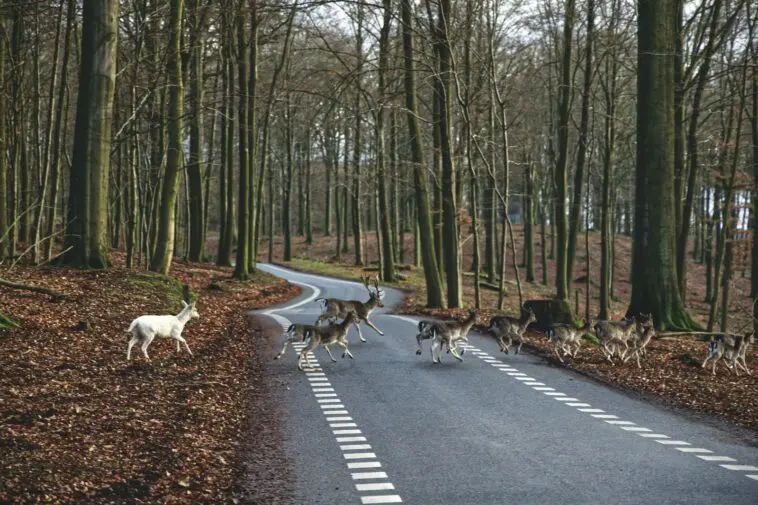 Sarna wypada na jezdnię i nie ma czasu na hamowanie. Jesienią zdarza się to najczęściej o dwóch konkretnych porach doby Stado jeleni przechodzące przez jezdnię, ryzyko zderzenia ze zwierzęciem