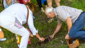 Rosną pod ziemią w polskich lasach i kosztują więcej niż kilogram polędwicy. Za wykopanie jednego gatunku grozi 5 tysięcy złotych