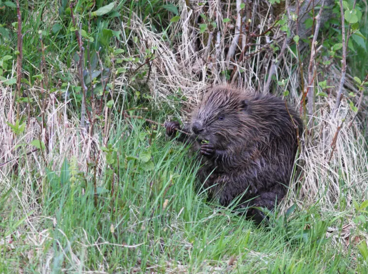 Zalał łąkę i ściął brzozy, a tamy tknąć nie wolno. Okno na legalną rozbiórkę zamyka się 31 października Bóbr europejski (Castor fiber) nad brzegiem zbiornika wodnego