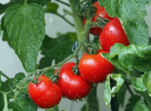 pomidory Superfoods