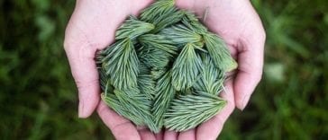 pine-leaves-691639_640