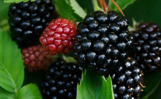 20 owoców, które pomogą Ci schudnąć