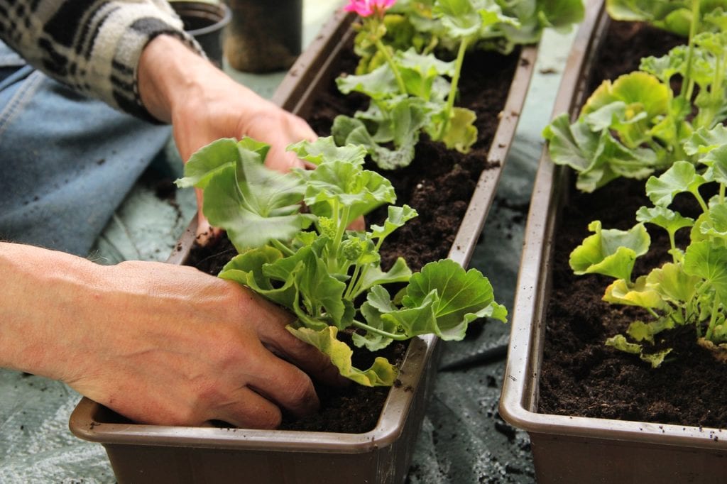 Domowy ogródek - podstawowe zasady uprawiania warzyw