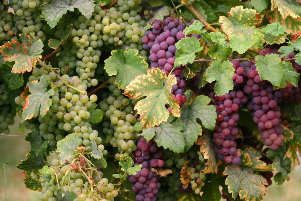 15 zdrowotnych właściwości winogron