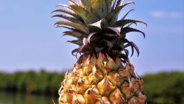 15 zdrowotnych właściwości ananasa