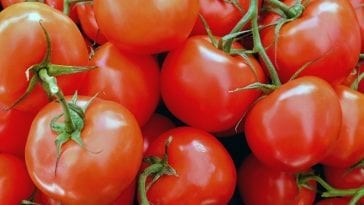 15 zdrowotnych właściwości pomidorów