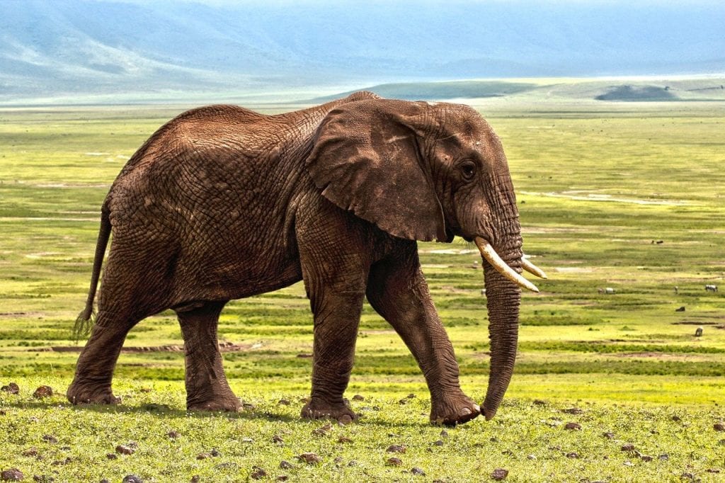 słoń na safari