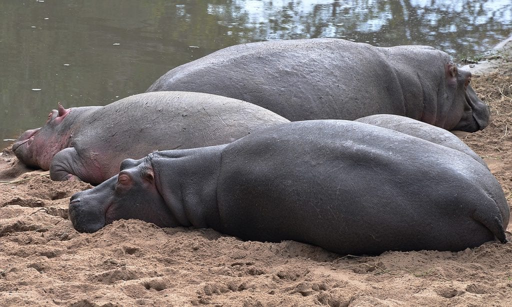 hipopotamy na piasku