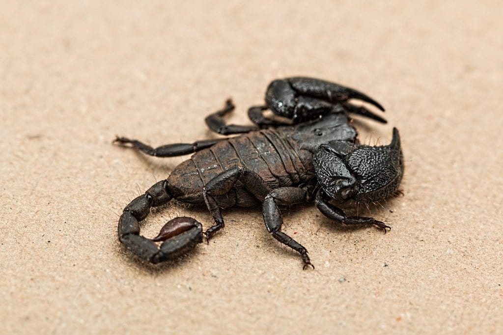 czarny skorpion