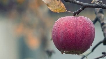 Nie myj jabłek przed jedzeniem! Zobacz dlaczego to ważne