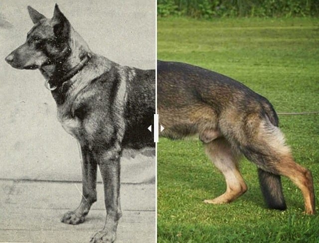 Tak wyglądały psy 150 lat temu! Szokujące zdjęcia