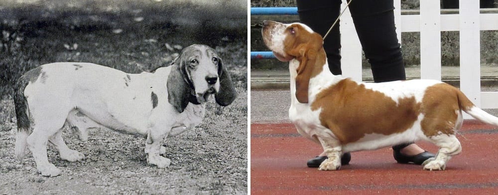 Basset kiedyś i dzisiaj. 