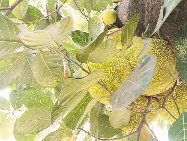 Durian na drzewie.