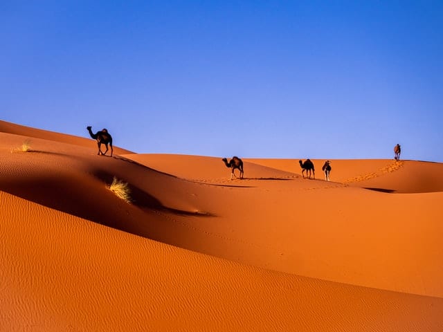 Wielbłądy, spacerujące po pustyni. 