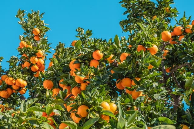 Pomarańcze na drzewie. 