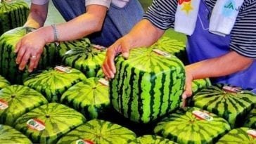 Kwadratowy arbuz w sprzedaży.