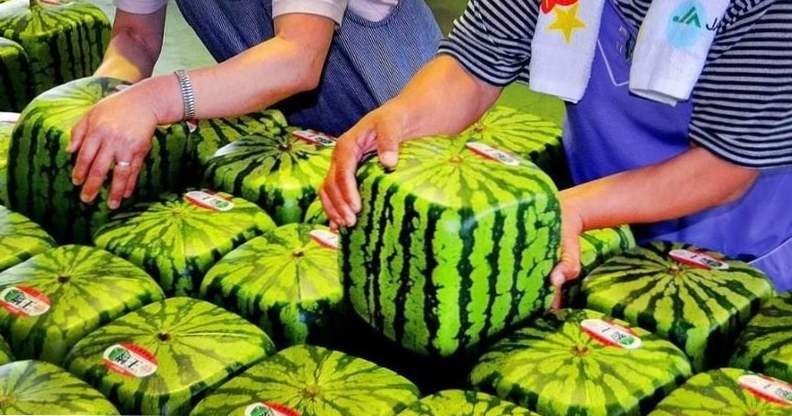Jak hoduje się kwadratowe arbuzy