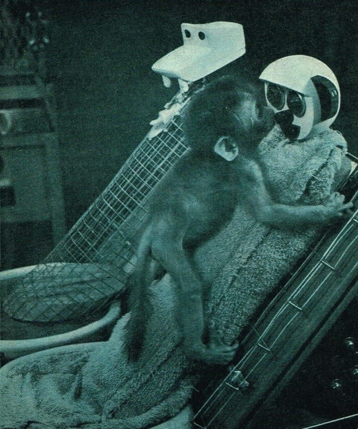 Małpy Harlowa podczas eksperymentu. 