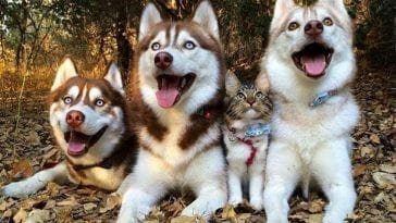 Kot myśli że jest psem