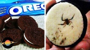 Pająk w oreo.