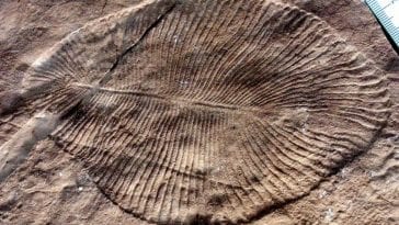 Ediacaran - skamieniałość.