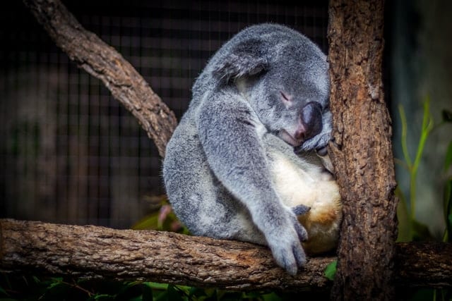 Ciekawostki o śnie - śpiący koala. 