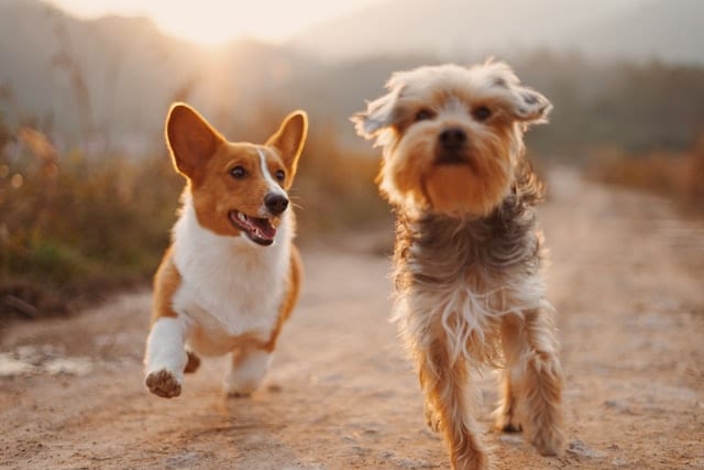 Dwa psy w trakcie biegu.
