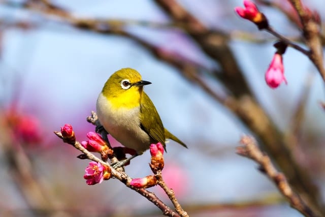 Niewielki ptaszek siedzący nad kwitnącym drzewem. 