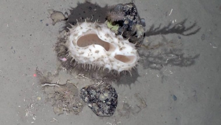 Organizmy znalezione na dnie morza.