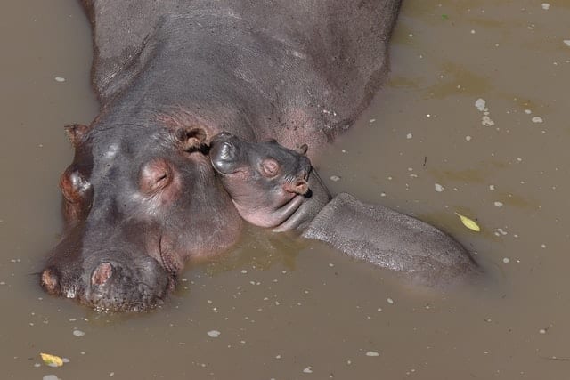 Mały hipopotam wtulony w dużego. 