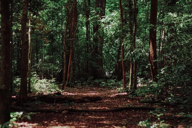 Ścieżka w lesie. 