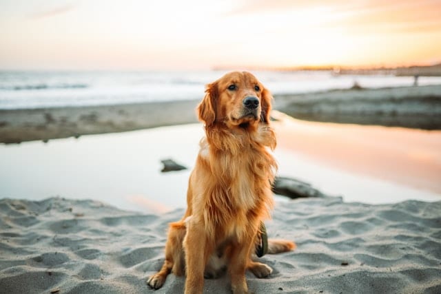 Pies siedzący na plaży.