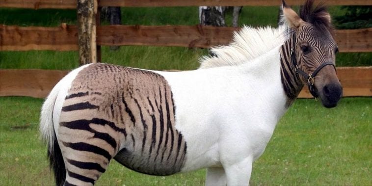 Hybryda konia i zebry.