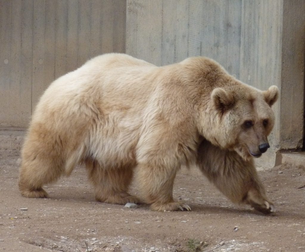Hybryda niedźwiedzia polarnego i niedźwiedzia grizzly. 