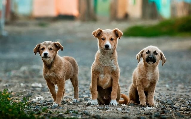 Trzy młode psy stojące na drodze. 