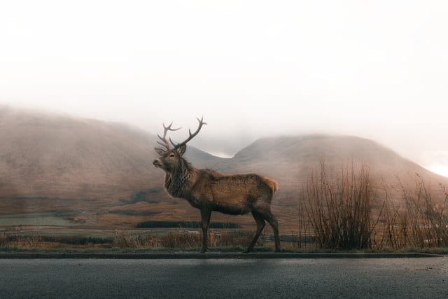 Jeleń stojący na drodze. 