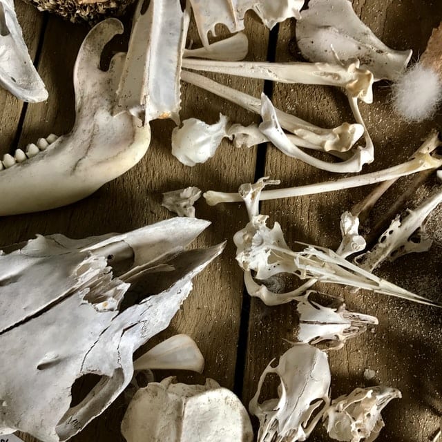 Kości zwierząt.