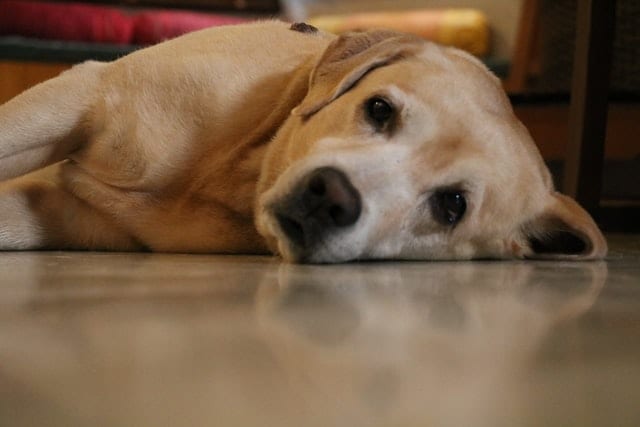 Labrador śpiący na podłodze. 