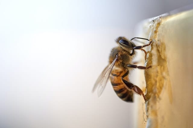Pszczoła na miodzie. 