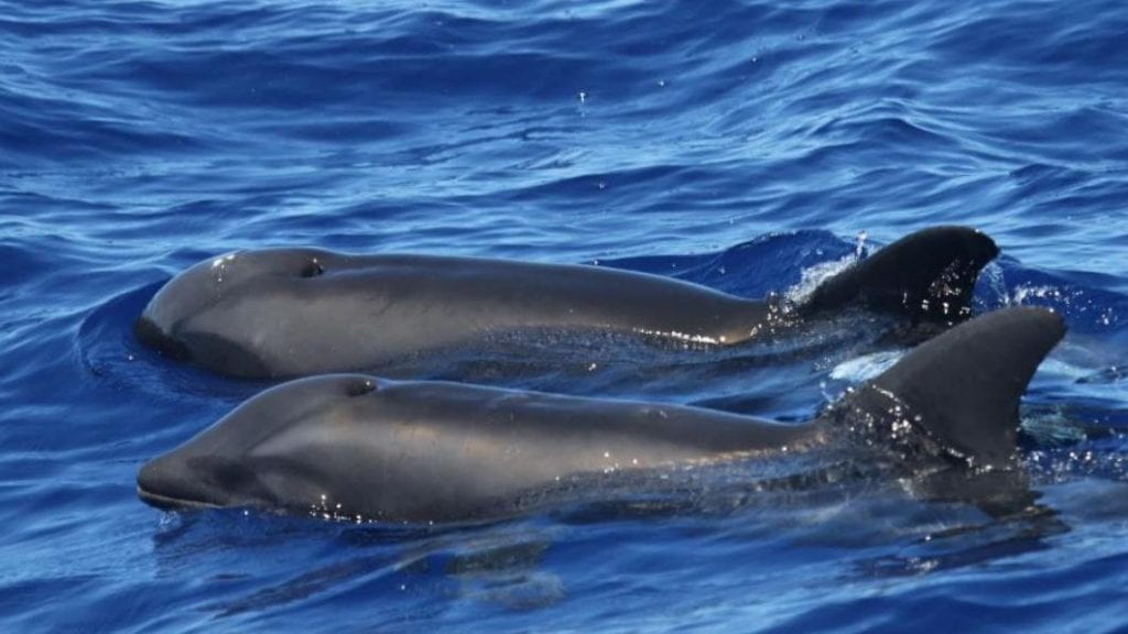 Hybryda orki i delfina. 