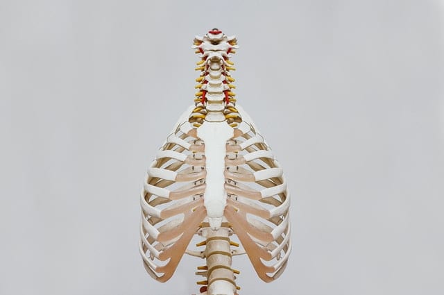 Kości człowieka. 