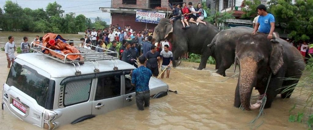 Słonie ewakuujące ludzi podczas powodzi. 