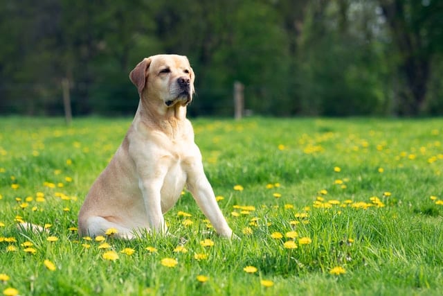 Zamyślony pies siedzący w trawie.