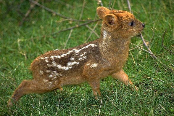 Najmniejsze zwierzęta świata - mini jeleń.